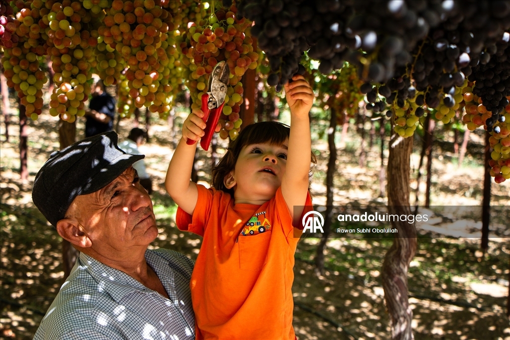 Iraklı Abdulrahman Süleyman, bağında 30 ton üzüm üreterek kuraklığa karşı mücadelenin ve tarımla geçimin mümkün olduğunun örneğini sergiliyor