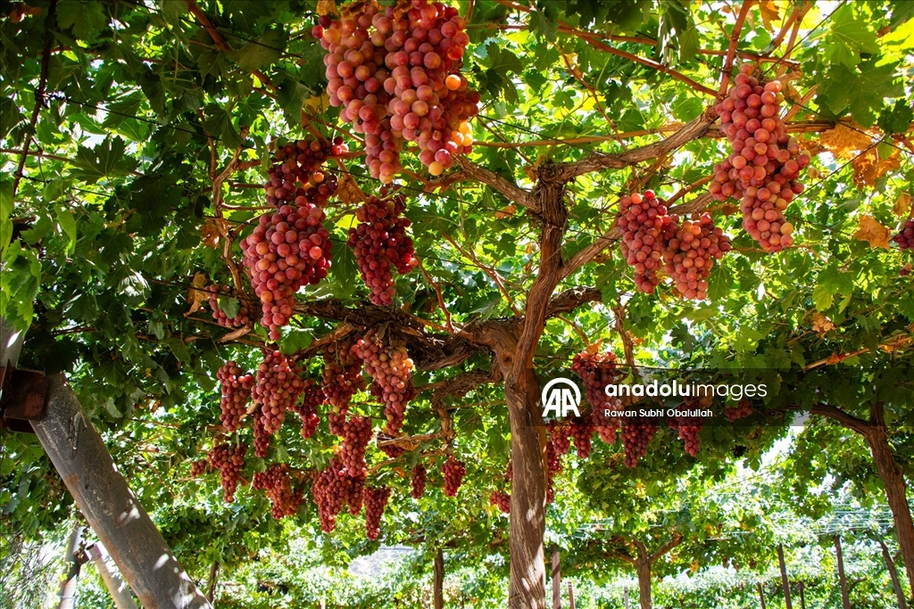 Iraklı Abdulrahman Süleyman, bağında 30 ton üzüm üreterek kuraklığa karşı mücadelenin ve tarımla geçimin mümkün olduğunun örneğini sergiliyor