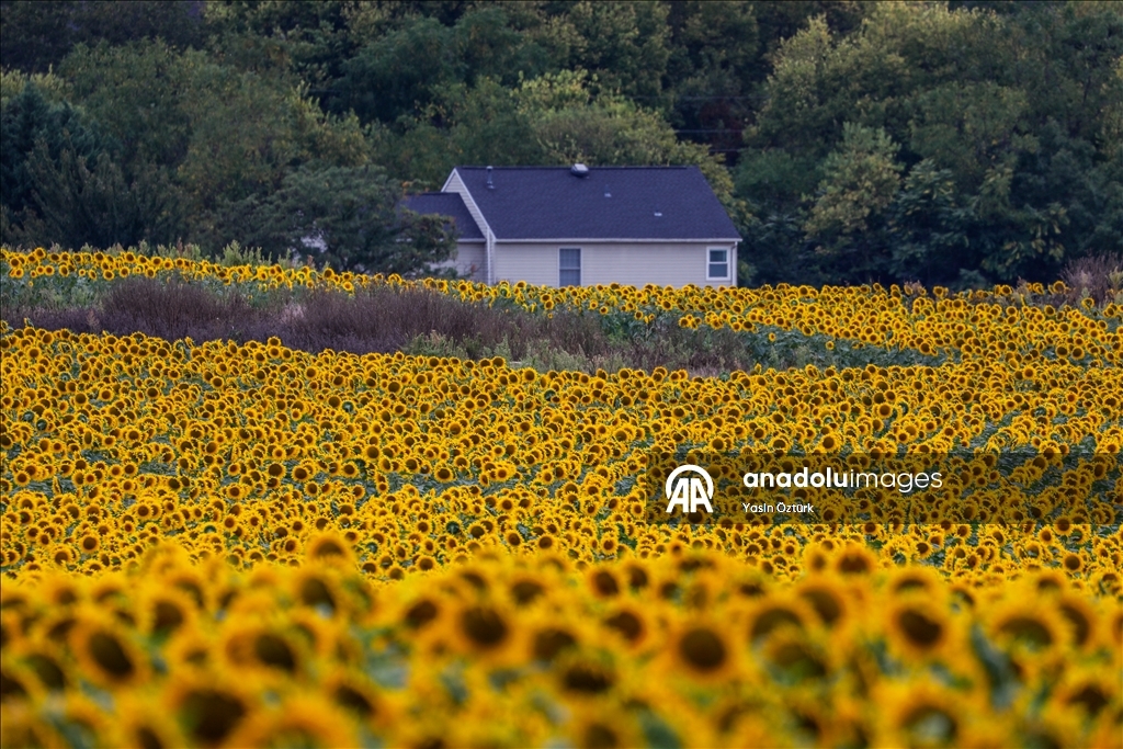 Sunflower field in Maryland