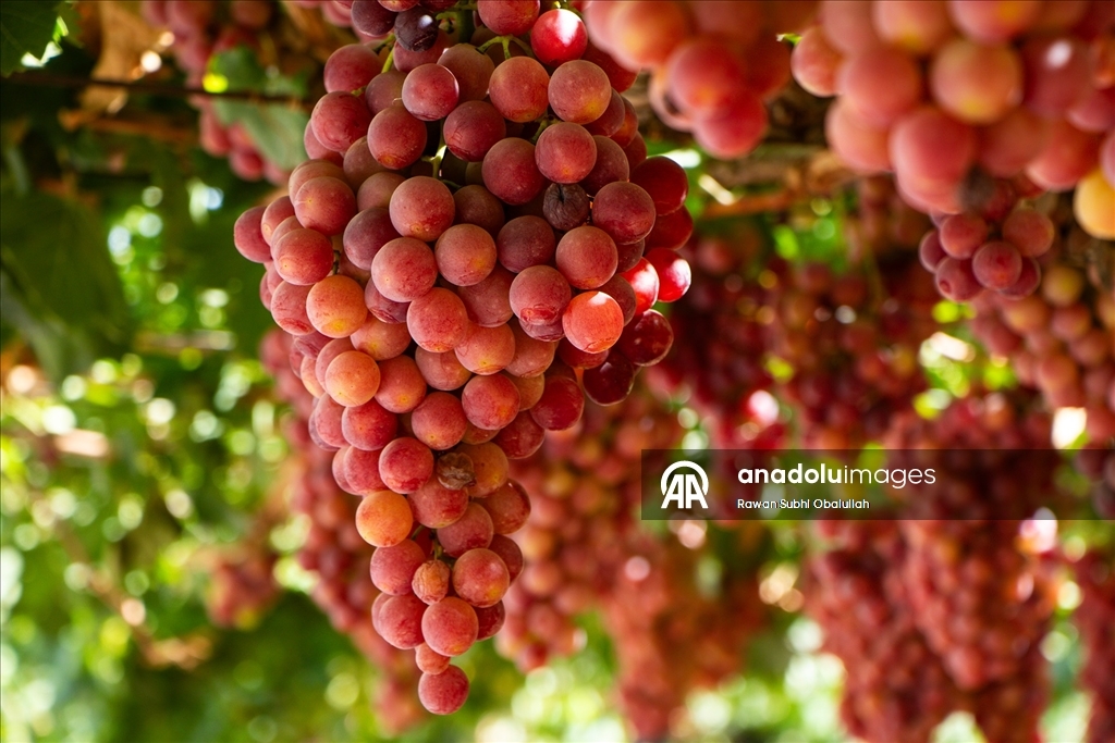 Iraklı Abdulrahman Süleyman, bağında 30 ton üzüm üreterek kuraklığa karşı mücadelenin ve tarımla geçimin mümkün olduğunun örneğini sergiliyor