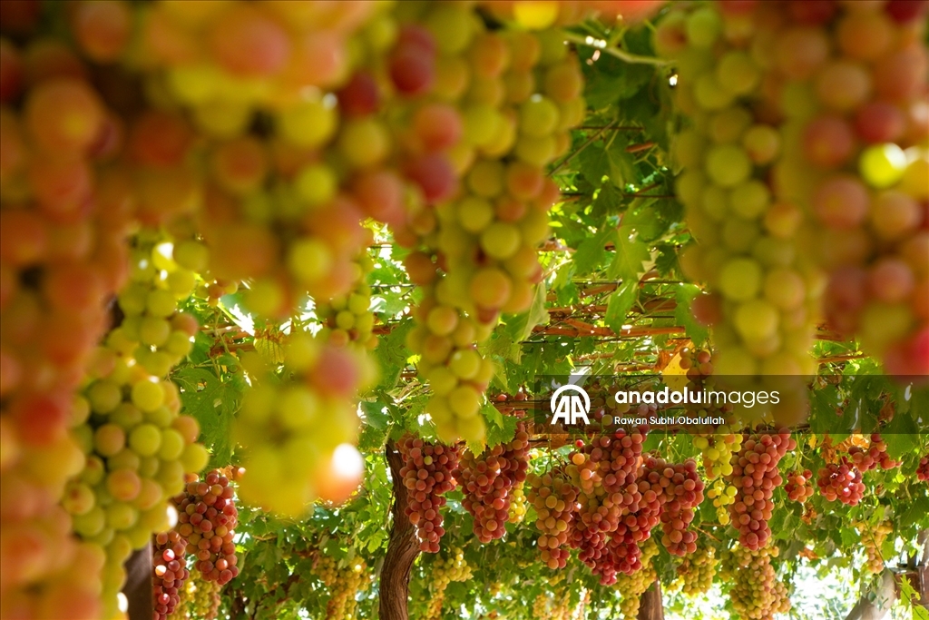 Iraklı Abdulrahman Süleyman, bağında 30 ton üzüm üreterek kuraklığa karşı mücadelenin ve tarımla geçimin mümkün olduğunun örneğini sergiliyor