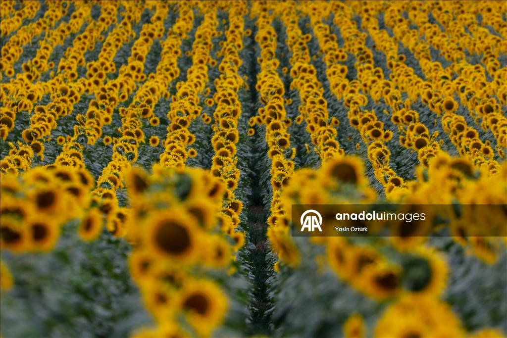 Sunflower field in Maryland