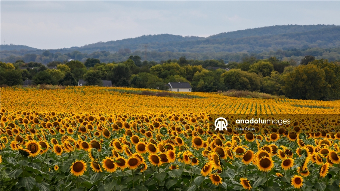 Sunflower field in Maryland
