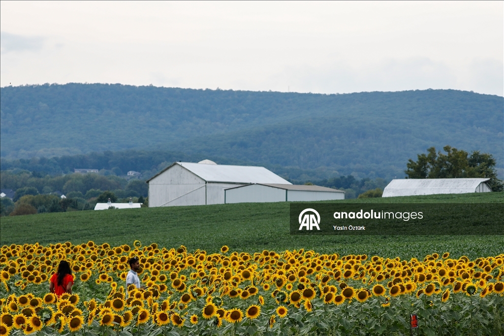 Sunflower field in Maryland