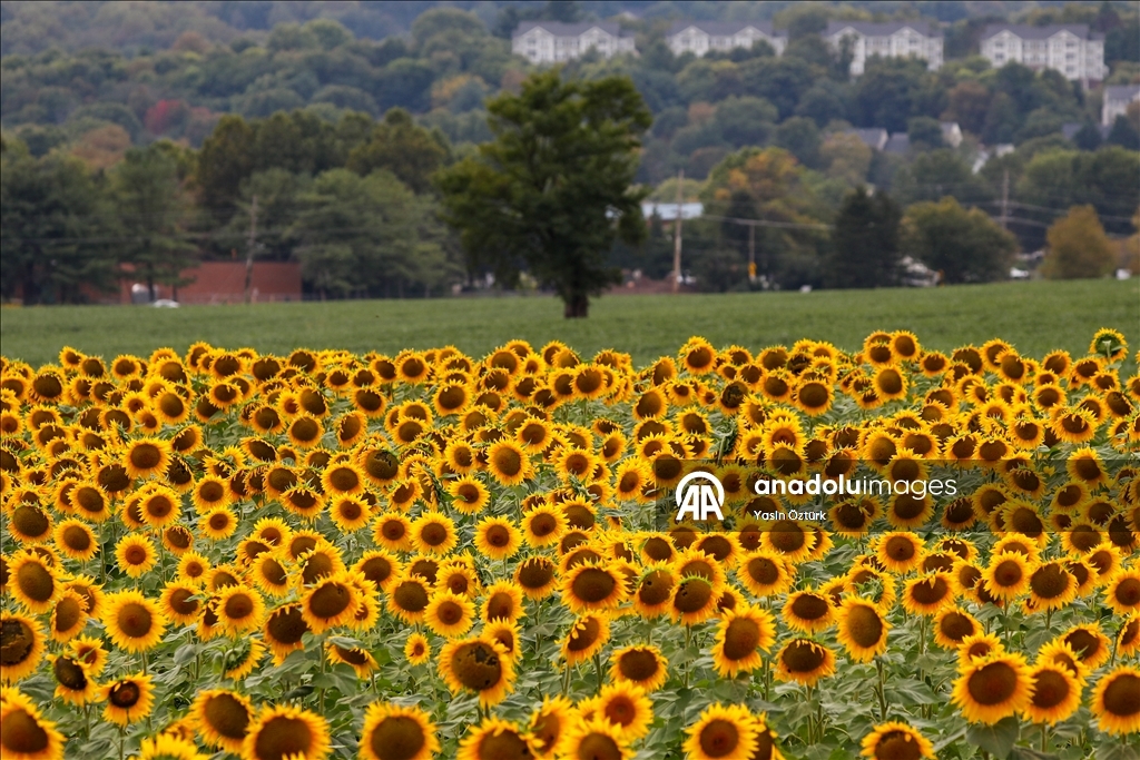 Sunflower field in Maryland