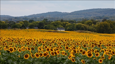 Sunflower field in Maryland