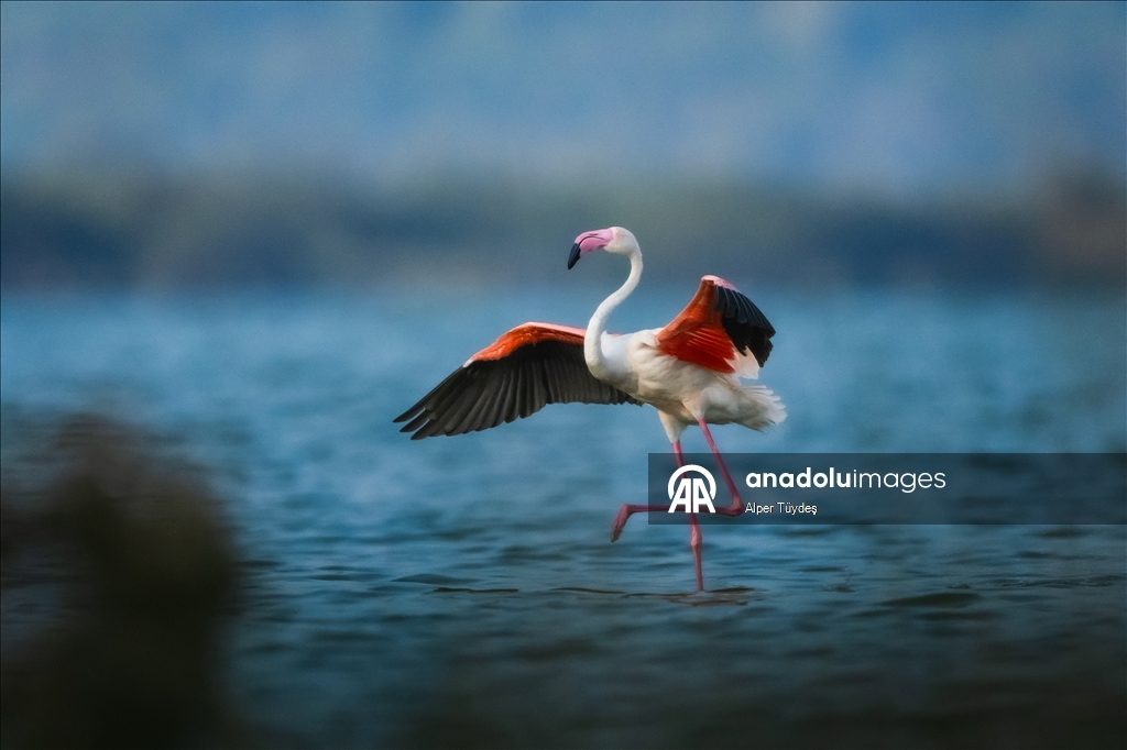 Flamingoların göç yolculuğu