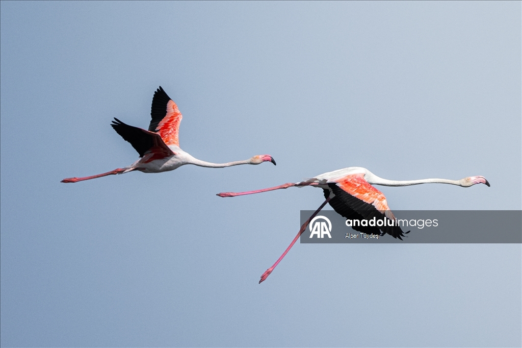 Flamingoların göç yolculuğu