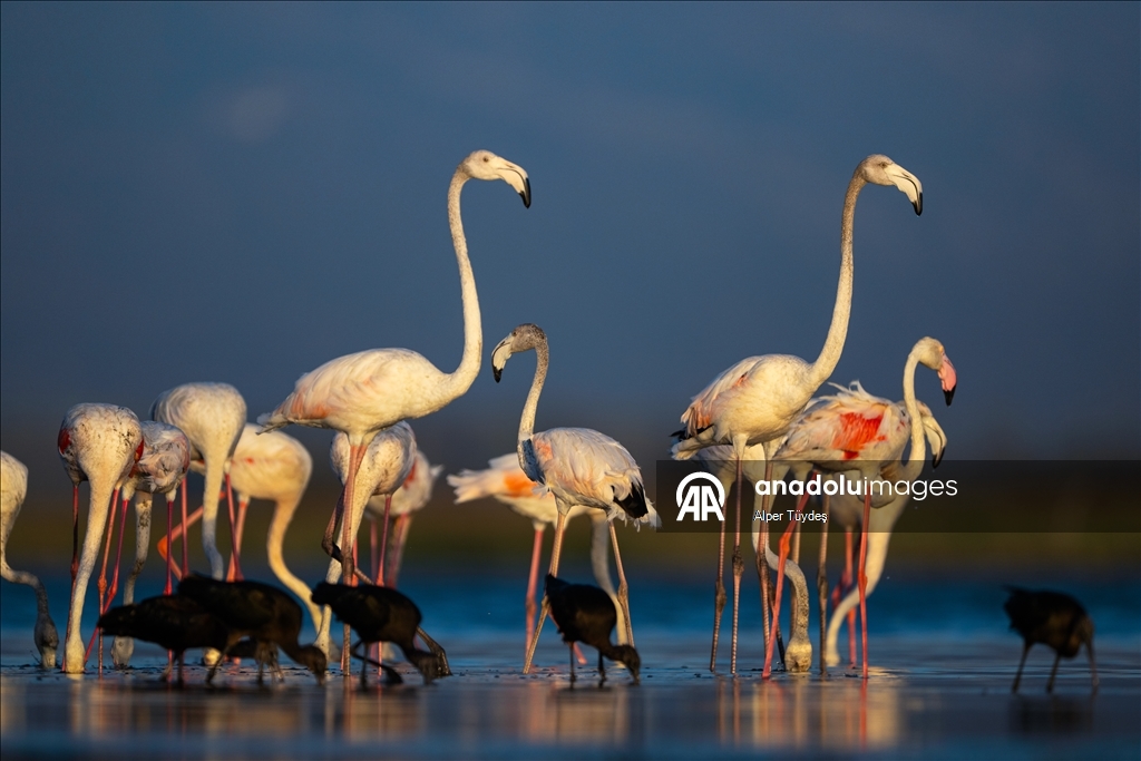 Flamingoların göç yolculuğu
