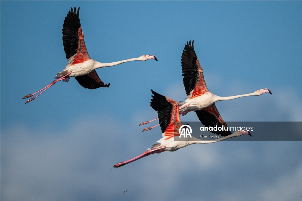 Flamingoların göç yolculuğu