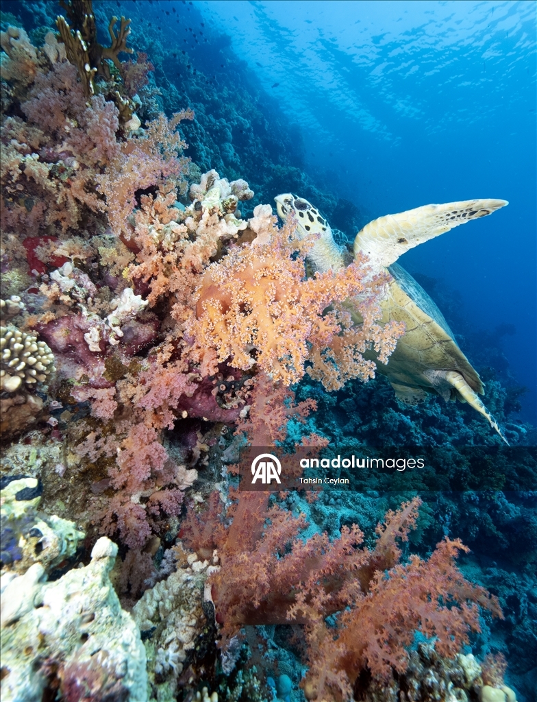 "رأس محمد" بمصر.. "جنة ساحرة" عند ملتقى السويس والعقبة