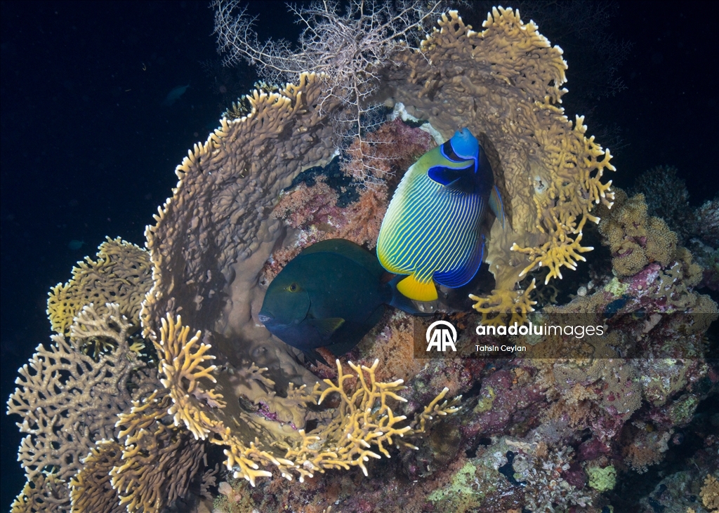 "رأس محمد" بمصر.. "جنة ساحرة" عند ملتقى السويس والعقبة