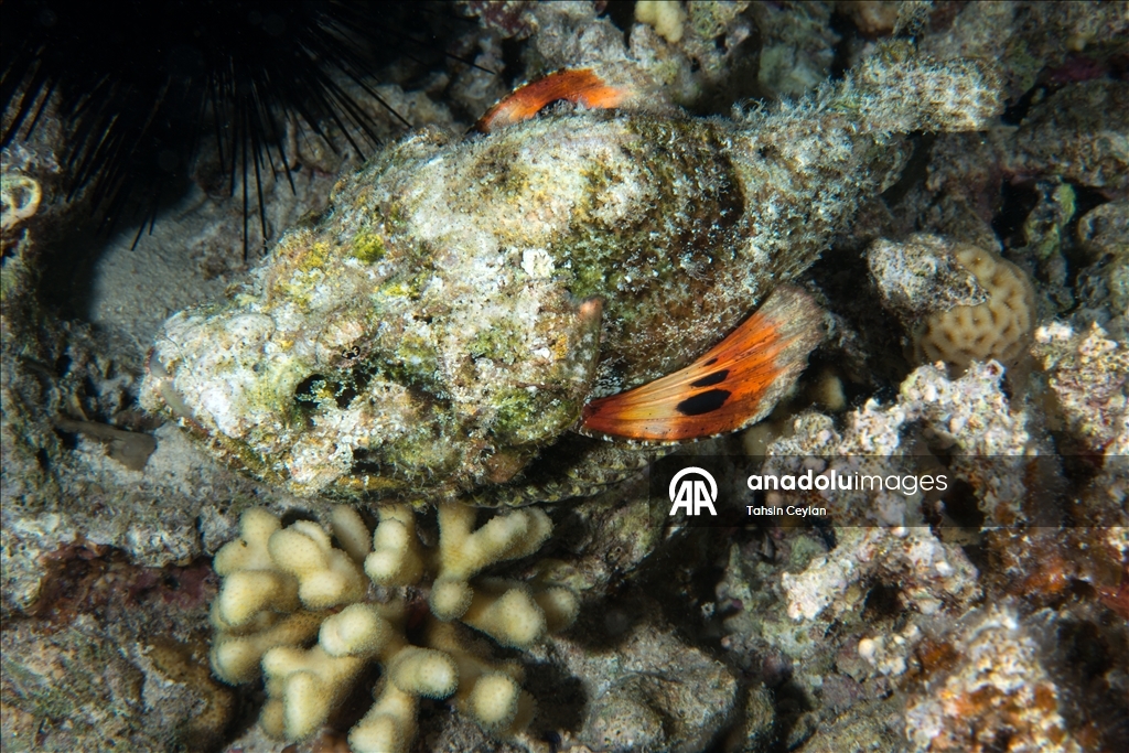 "رأس محمد" بمصر.. "جنة ساحرة" عند ملتقى السويس والعقبة (تقرير مصور)