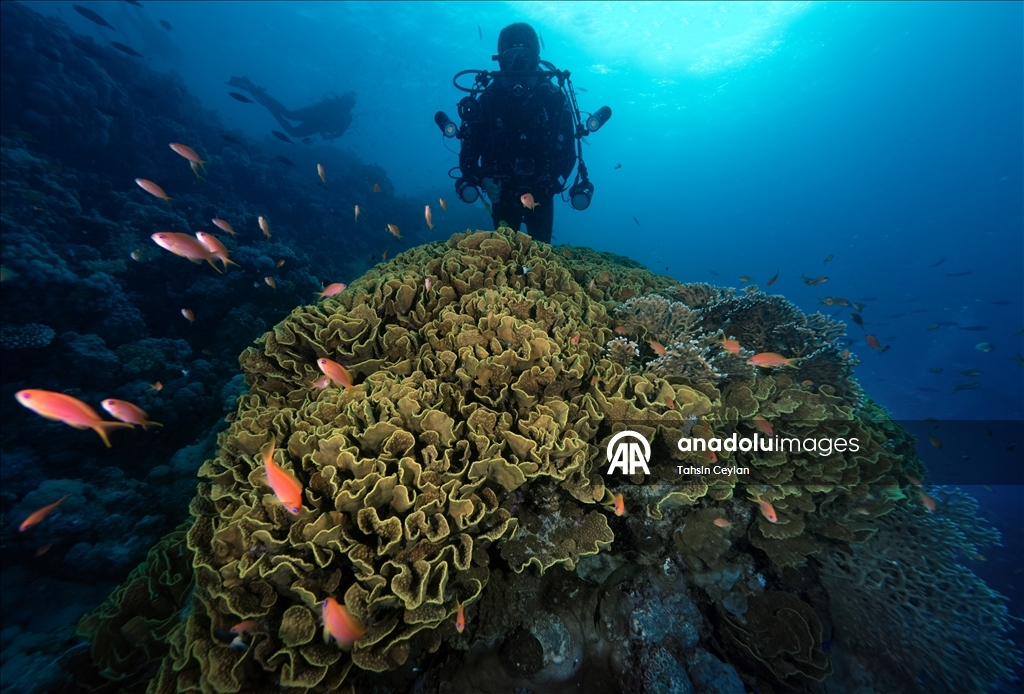 "رأس محمد" بمصر.. "جنة ساحرة" عند ملتقى السويس والعقبة 