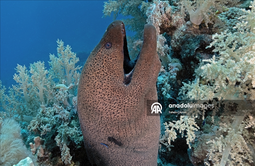 "رأس محمد" بمصر.. "جنة ساحرة" عند ملتقى السويس والعقبة