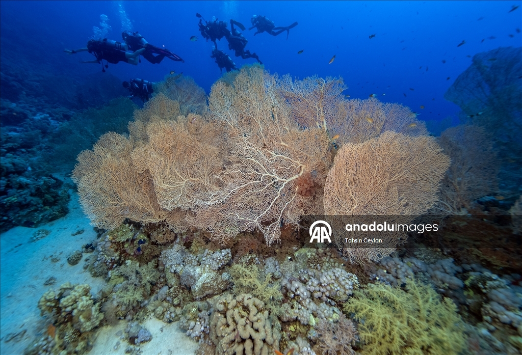 "رأس محمد" بمصر.. "جنة ساحرة" عند ملتقى السويس والعقبة 