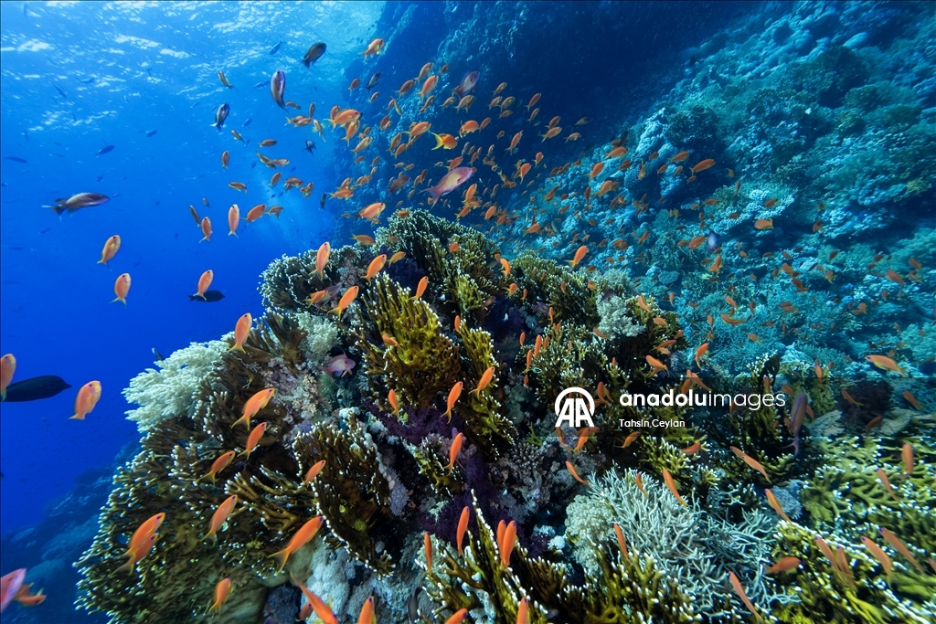 "رأس محمد" بمصر.. "جنة ساحرة" عند ملتقى السويس والعقبة