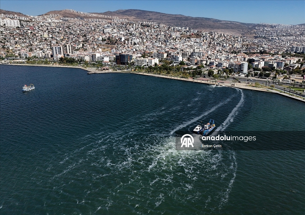 İzmir Körfezi'nde balık ölümleri sürüyor