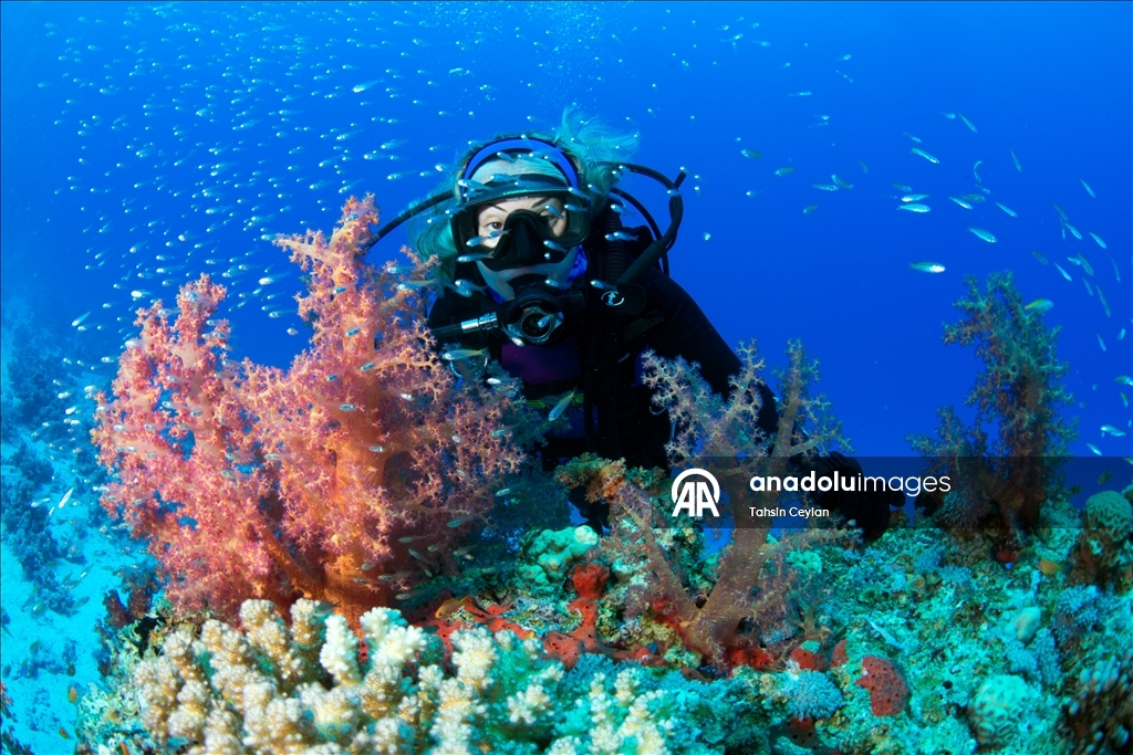 "رأس محمد" بمصر.. "جنة ساحرة" عند ملتقى السويس والعقبة