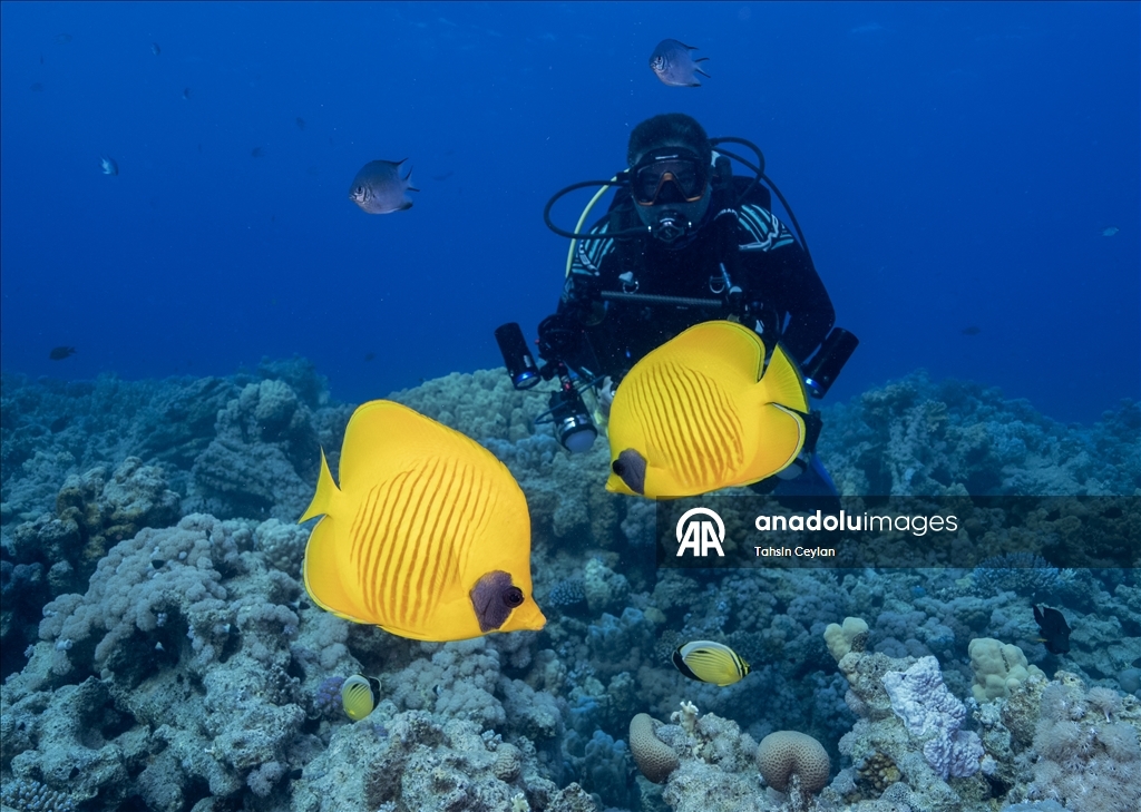 "رأس محمد" بمصر.. "جنة ساحرة" عند ملتقى السويس والعقبة 