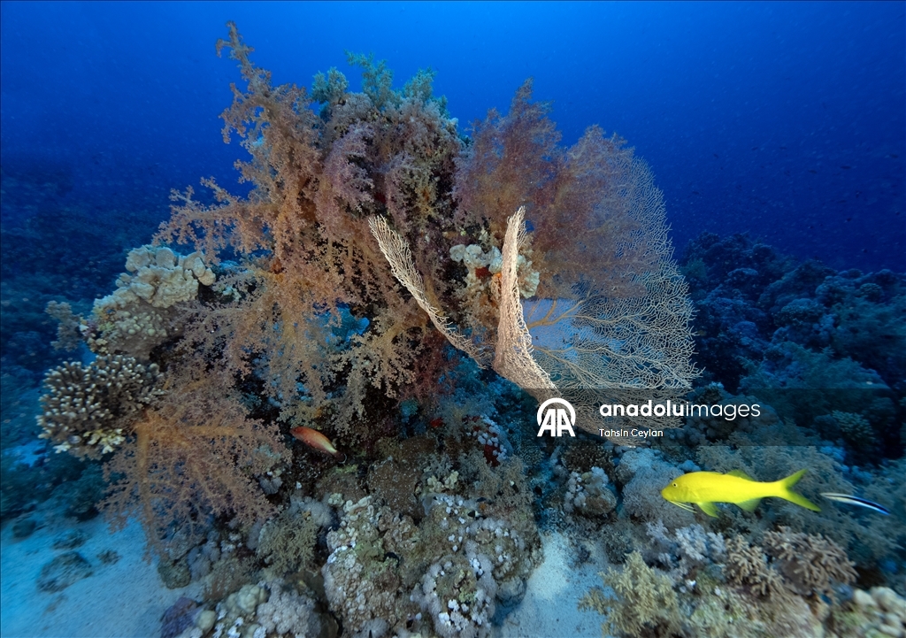 "رأس محمد" بمصر.. "جنة ساحرة" عند ملتقى السويس والعقبة