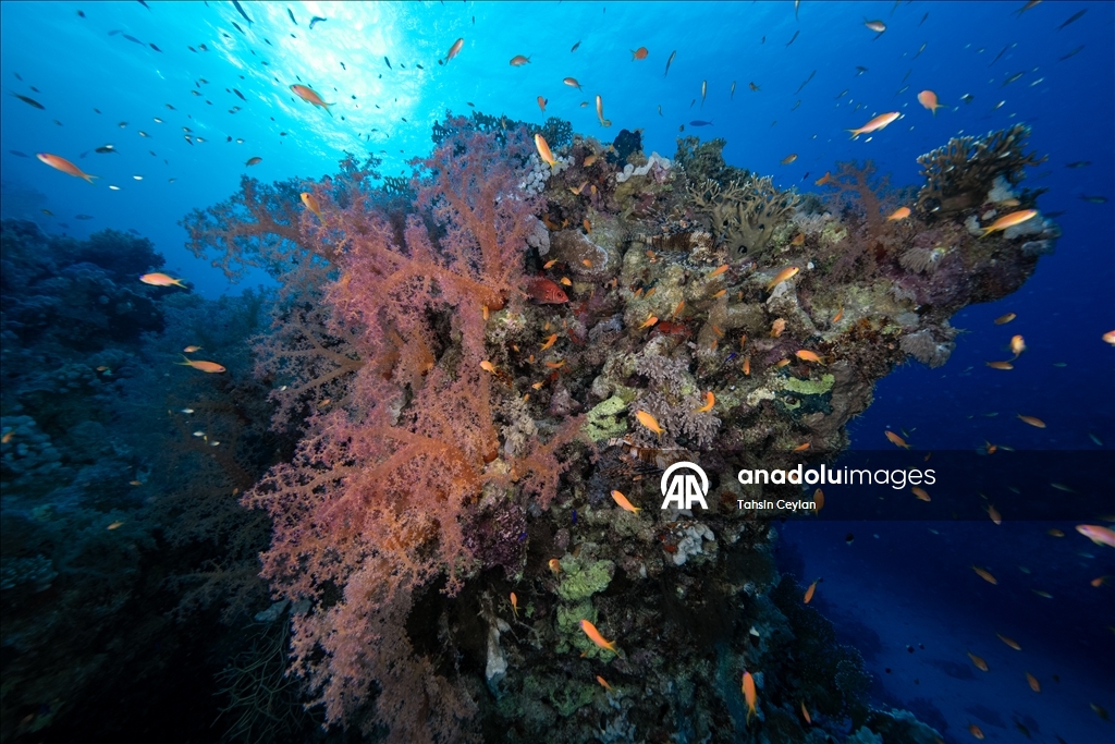 "رأس محمد" بمصر.. "جنة ساحرة" عند ملتقى السويس والعقبة 