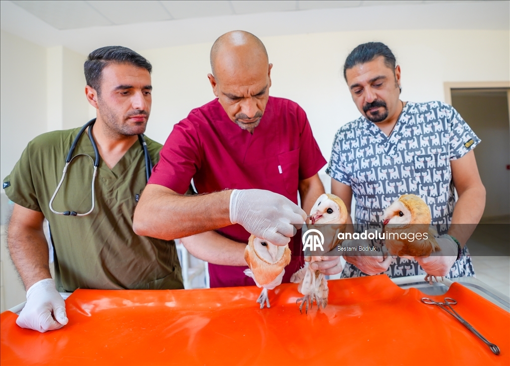 Annelerini kaybeden 4 peçeli baykuş doğaya dönmek için gün sayıyor