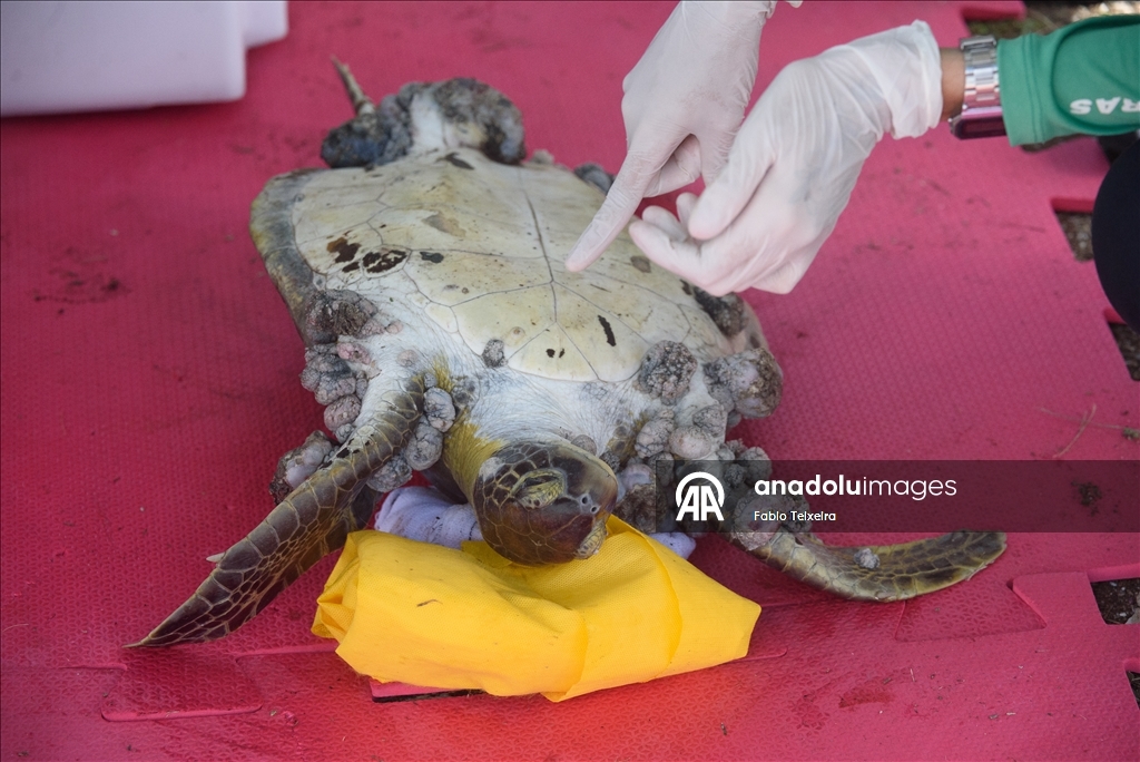 В Бразилии лечат морских черепах с опухолями, вызванными загрязнением моря