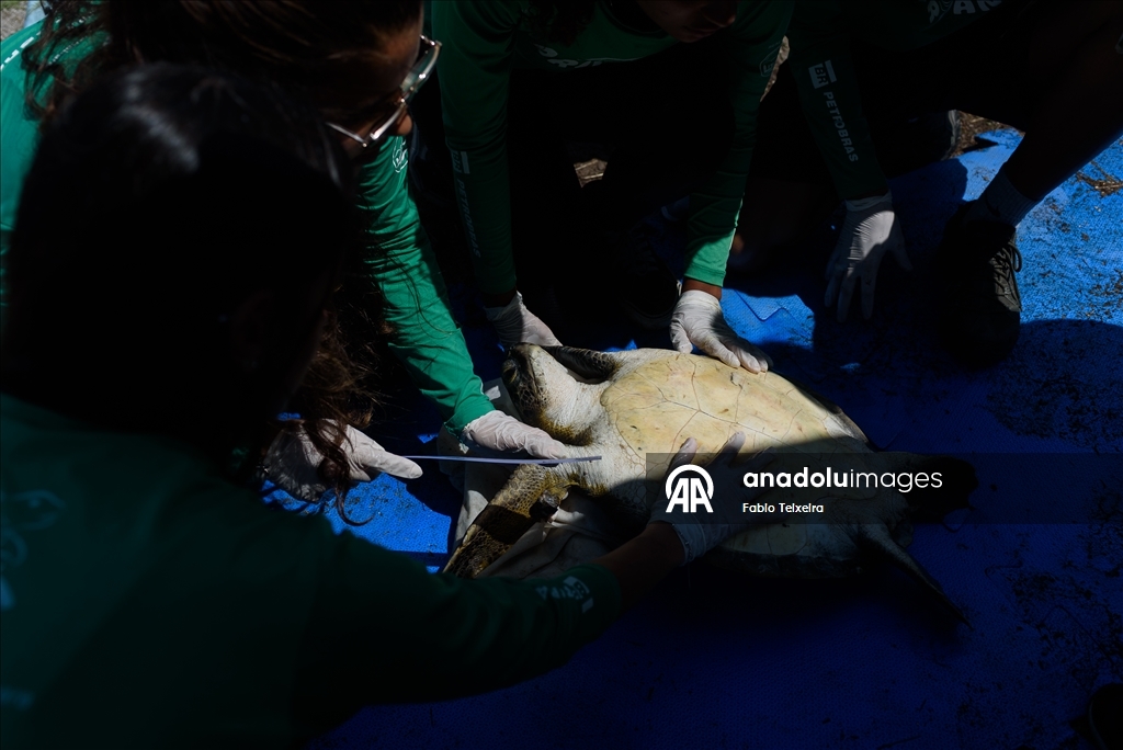 В Бразилии лечат морских черепах с опухолями, вызванными загрязнением моря