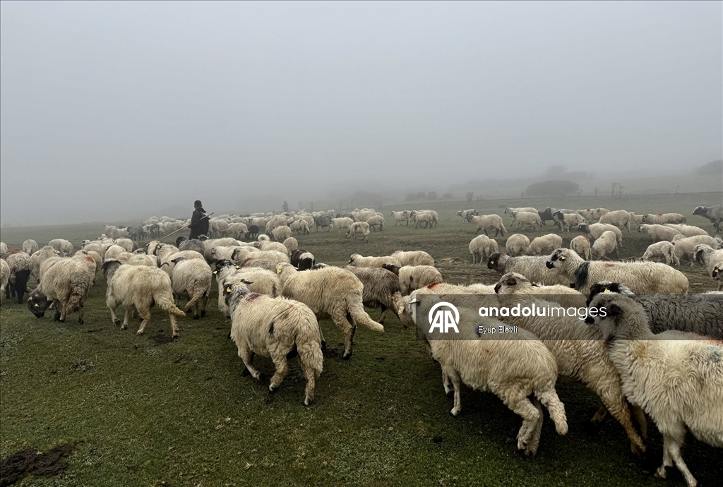 Sisler altındaki Karadeniz yaylalarından dönüş yolculuğu başladı