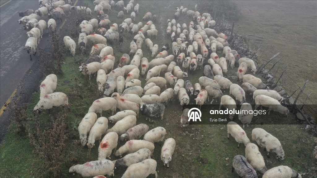 Sisler altındaki Karadeniz yaylalarından dönüş yolculuğu başladı