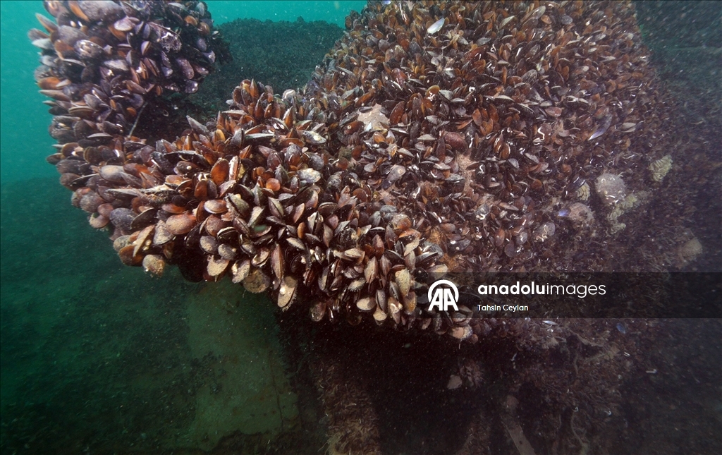 Karadeniz’de batırılan denizaltılar sessiz tanıklığını sürdürüyor