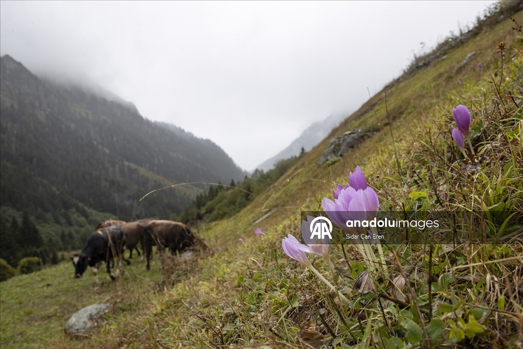 Rize'nin tarihi, doğal ve kültürel güzellikleri ilgi çekiyor