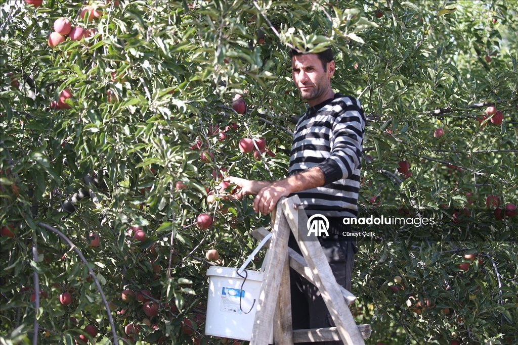 Li bajarê sar Qersê, li herêma ku xwedî "mîkroklîma" ye çandiniya sêvên organîk dikin