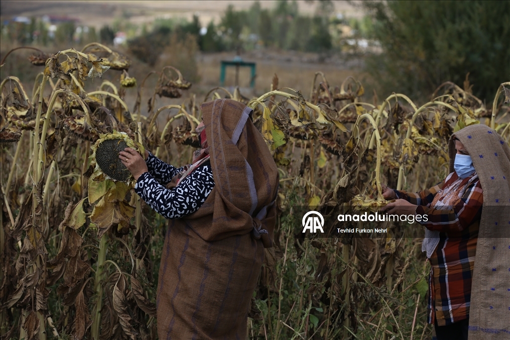 Cotkarên biehram ên Erziromê bi koparatîfa ku ava kirine hilberînê dikin