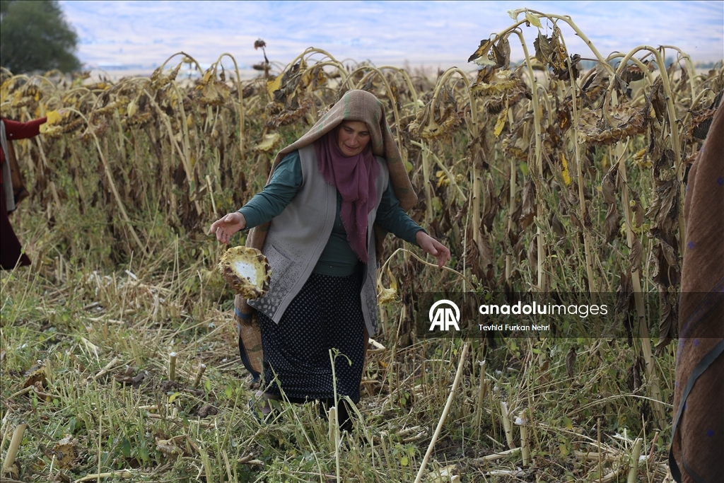 Cotkarên biehram ên Erziromê bi koparatîfa ku ava kirine hilberînê dikin