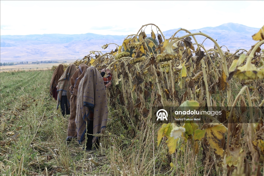Cotkarên biehram ên Erziromê bi koparatîfa ku ava kirine hilberînê dikin