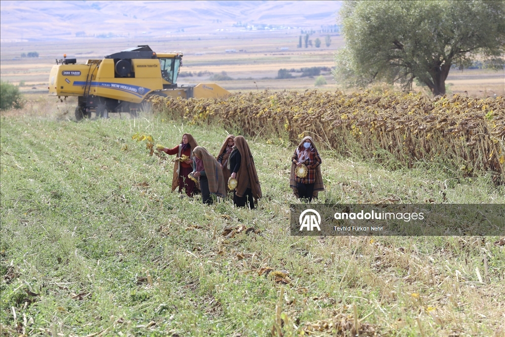 Cotkarên biehram ên Erziromê bi koparatîfa ku ava kirine hilberînê dikin
