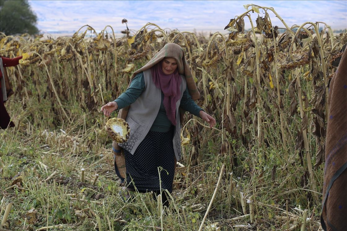 Cotkarên biehram ên Erziromê bi koparatîfa ku ava kirine hilberînê dikin