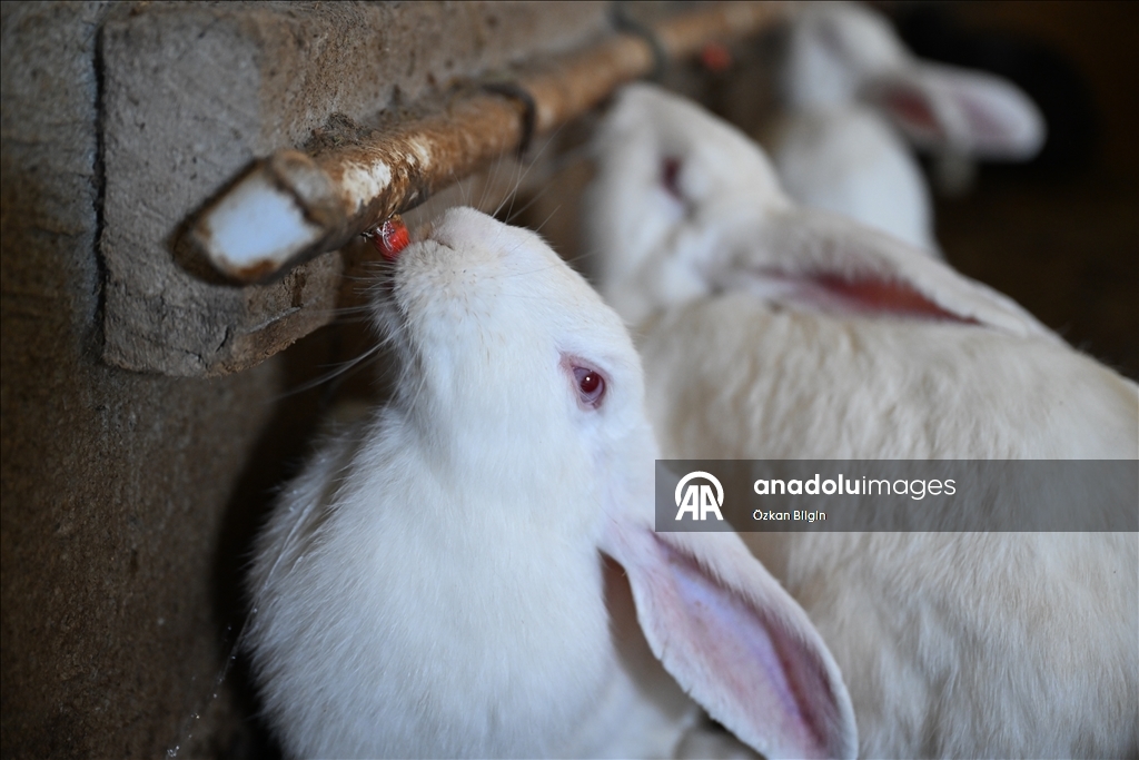 Turkish farmer breeds New Zealand rabbits in Van