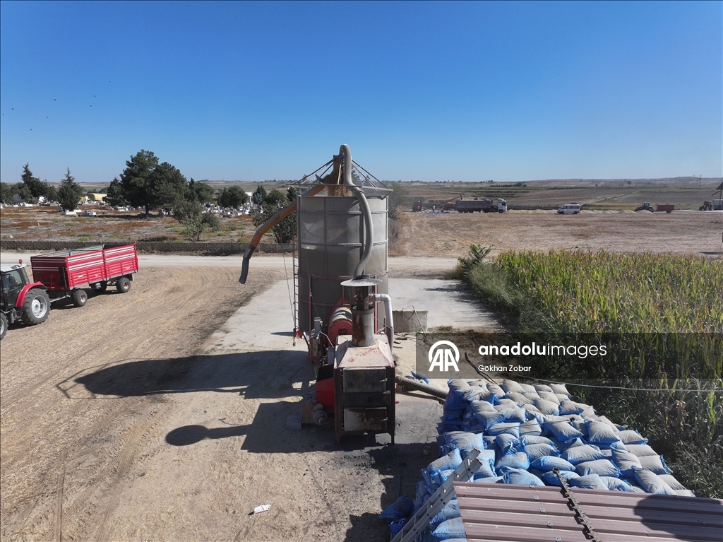 Edirne'de çeltik üreticisi hem hasat hem kurutma mesaisi yapıyor