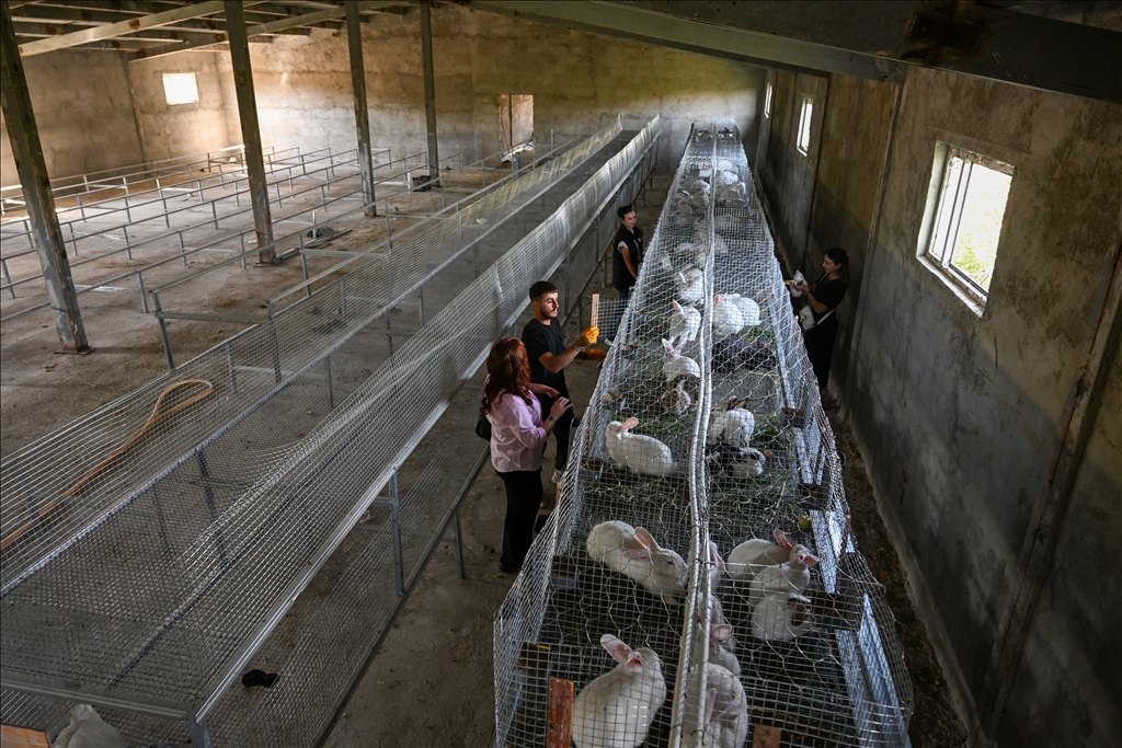 Turkish farmer breeds New Zealand rabbits in Van