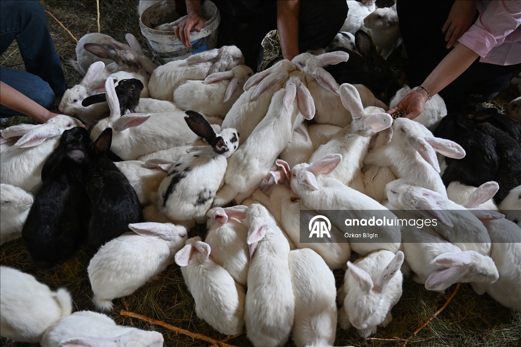 Turkish farmer breeds New Zealand rabbits in Van
