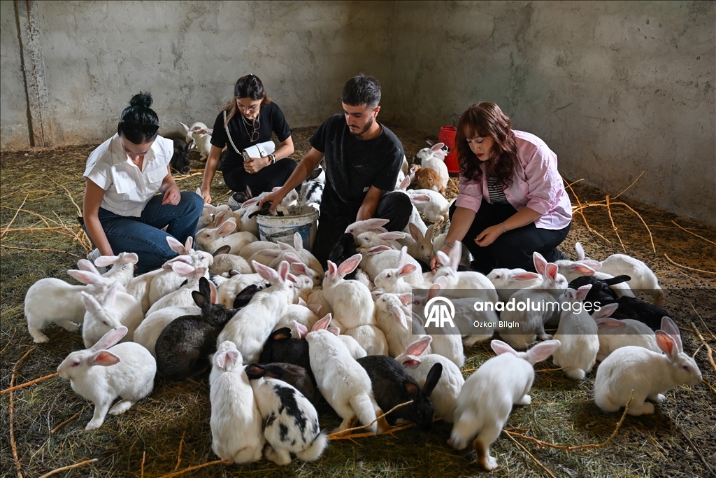 Turkish farmer breeds New Zealand rabbits in Van