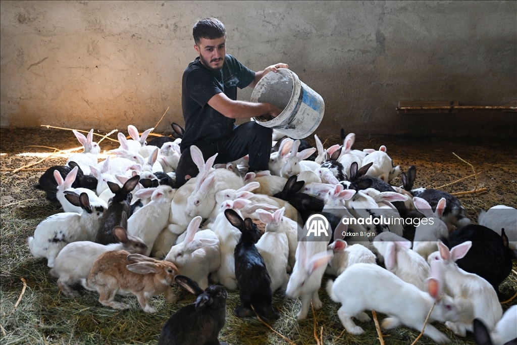 Turkish farmer breeds New Zealand rabbits in Van