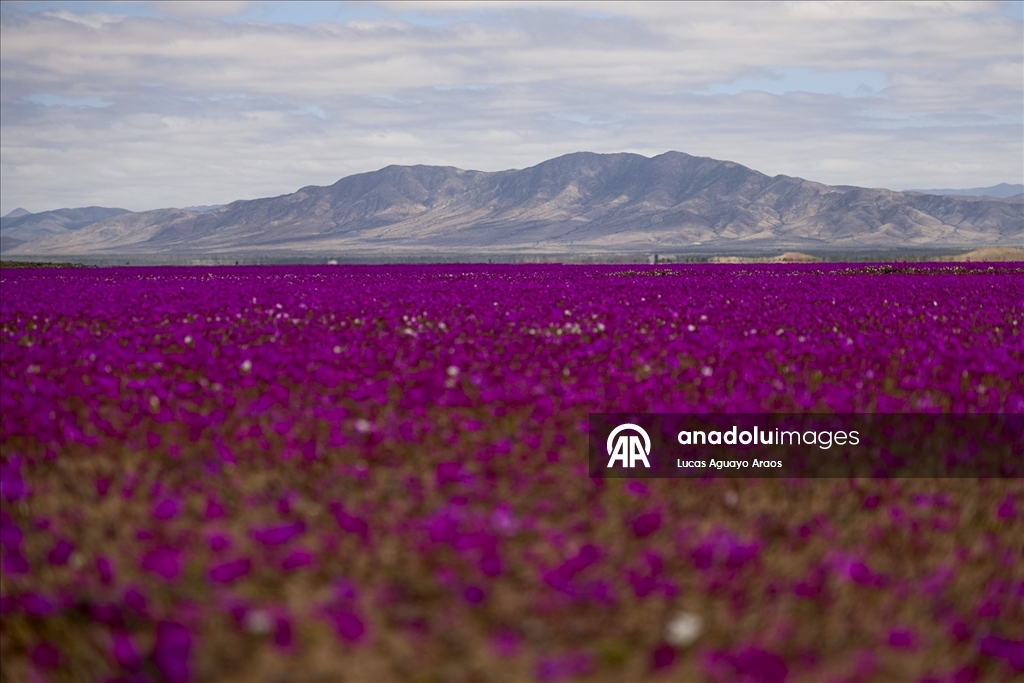 Dünyanın en kurak çölü olan Atacama Çölü, Şili’de olağandışı yağışların ardından çiçek açtı