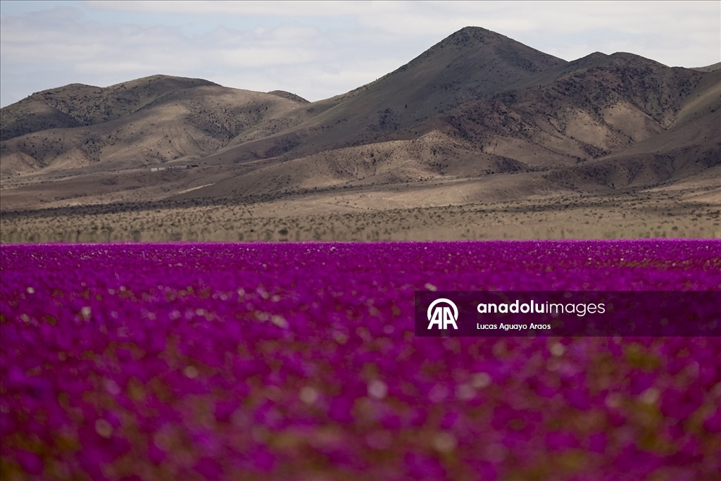 Dünyanın en kurak çölü olan Atacama Çölü, Şili’de olağandışı yağışların ardından çiçek açtı