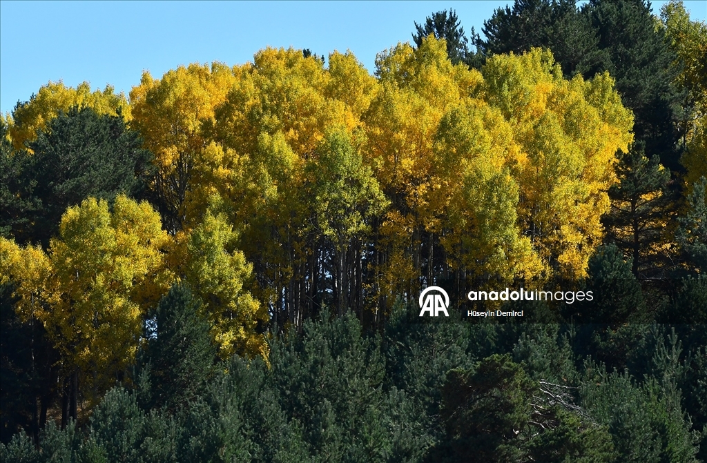 Kars'ın doğası sonbahar renkleriyle süslenmeye başladı