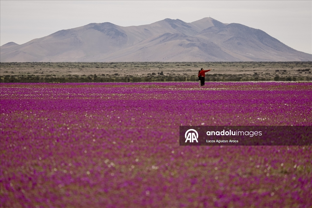Dünyanın en kurak çölü olan Atacama Çölü, Şili’de olağandışı yağışların ardından çiçek açtı