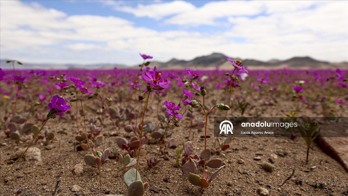 Dünyanın en kurak çölü olan Atacama Çölü, Şili’de olağandışı yağışların ardından çiçek açtı